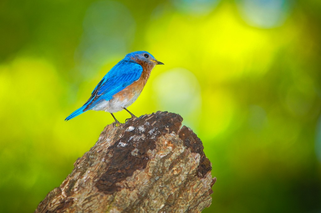 Eastern Blue Bird