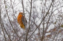 Red Shouldered Hawk