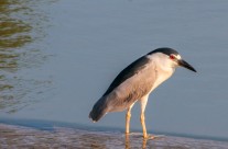 Black Crowned Night Heron