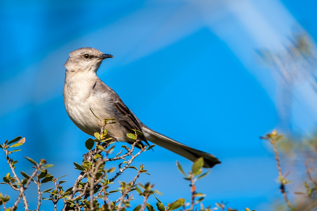 Eastern Mocking Bird