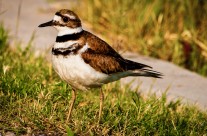 Killdeer