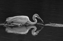 The Great Egret