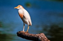 Cattle Egret