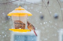 Female Cardinal